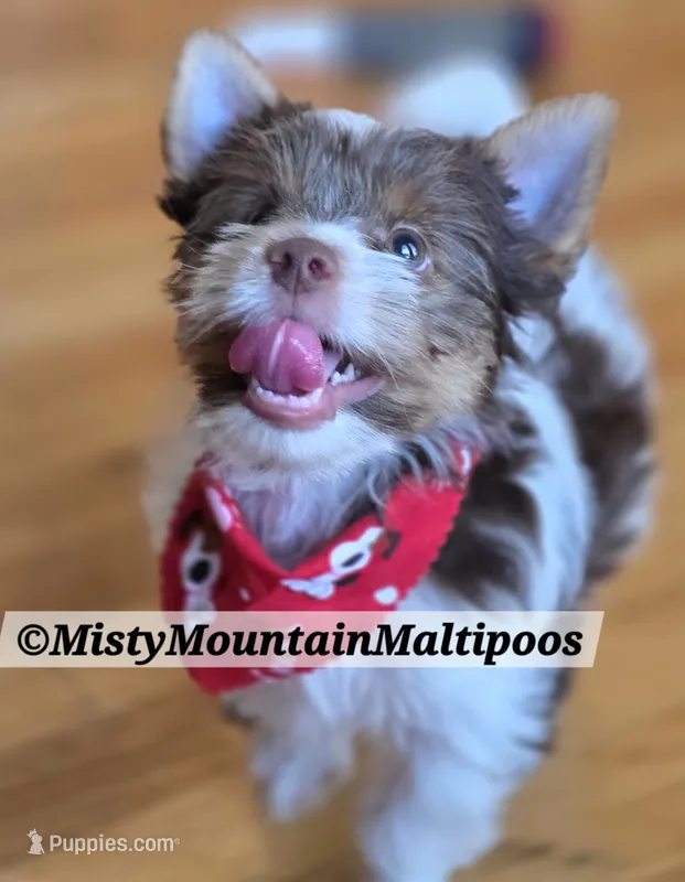 The Bert Man!! – Biewer puppy for sale in Spring City, TN
