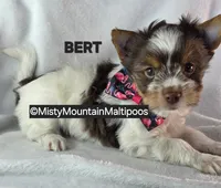 BURT, a male Biewer for sale in Spring City, TN – 5 of 10