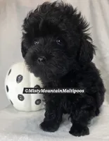 The Darkness, a male Maltipoo for sale in Spring City, TN – 4 of 10