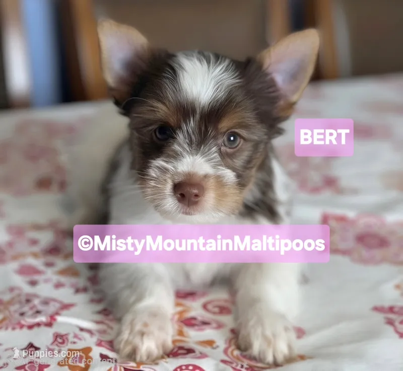 BURT – Biewer puppy for sale in Spring City, TN