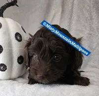 CADBURY, a male Maltipoo and Biewer for sale in Spring City, TN – 4 of 10