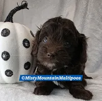 CADBURY, a male Maltipoo and Biewer for sale in Spring City, TN – 6 of 10