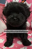 Frass, a male Maltipoo for sale in Spring City, TN – 2 of 10