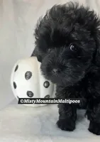 The Darkness, a male Maltipoo for sale in Spring City, TN – 7 of 10