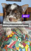 Price Reduced! BERT, a male Biewer for sale in Spring City, TN – 4 of 10