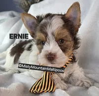 ERNIE, a male Biewer for sale in Spring City, TN – 4 of 10