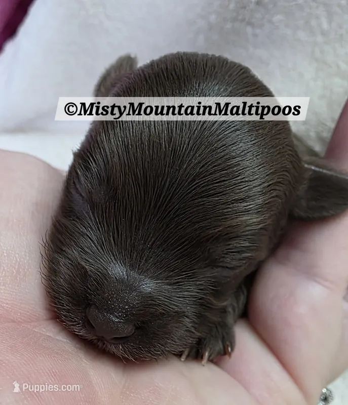 TRES – Maltipoo, Biewer puppy for sale in Spring City, TN