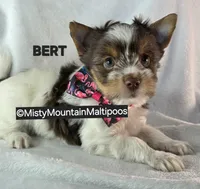BURT, a male Biewer for sale in Spring City, TN – 6 of 10