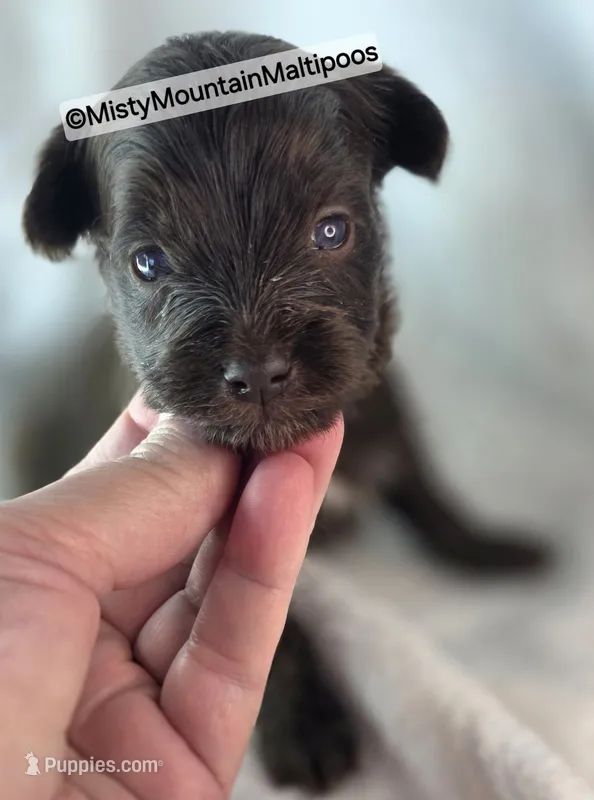 Uno – Maltipoo, Biewer puppy for sale in Spring City, TN