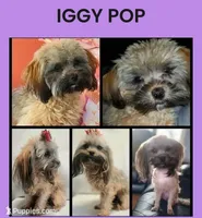 SASS, a female Maltipoo for sale in Spring City, TN – 6 of 7