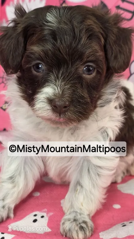 DOS – Maltipoo, Biewer puppy for sale in Spring City, TN