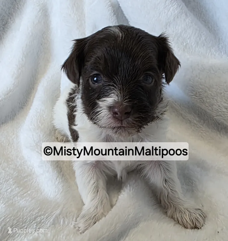 DOS – Maltipoo, Biewer puppy for sale in Spring City, TN
