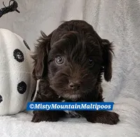 CADBURY, a male Maltipoo and Biewer for sale in Spring City, TN – 5 of 10