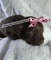 PENDING, a female Maltipoo for sale in Spring City, TN – 6 of 10