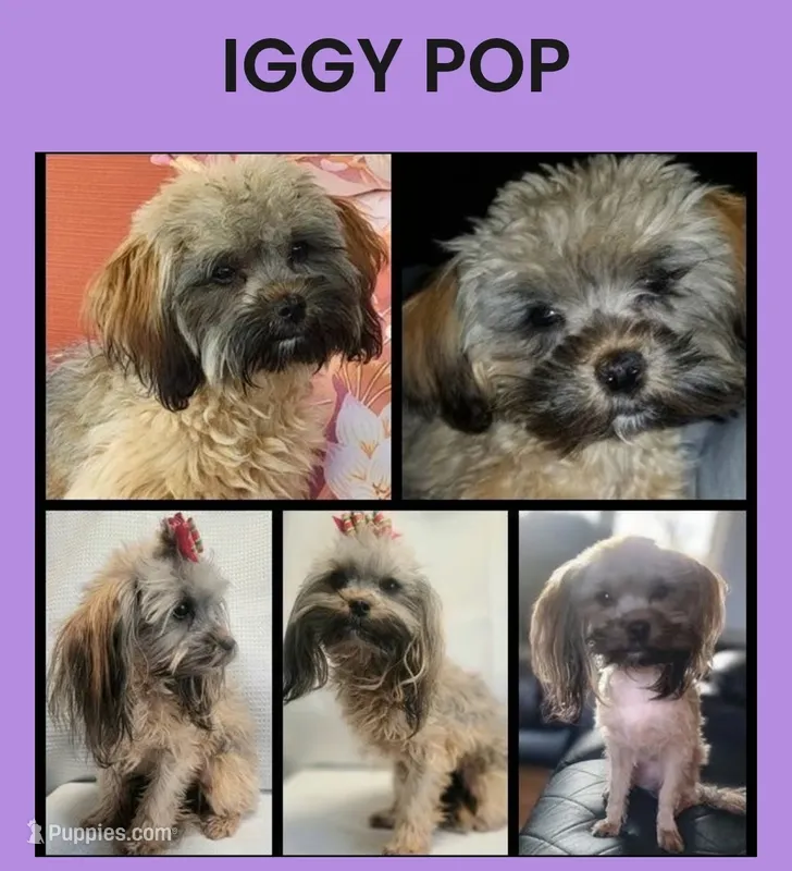 Pickles and Dammit – Maltipoo puppy for sale in Spring City, TN