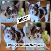 The Bert Man!!, a male Biewer for sale in Spring City, TN – 2 of 10
