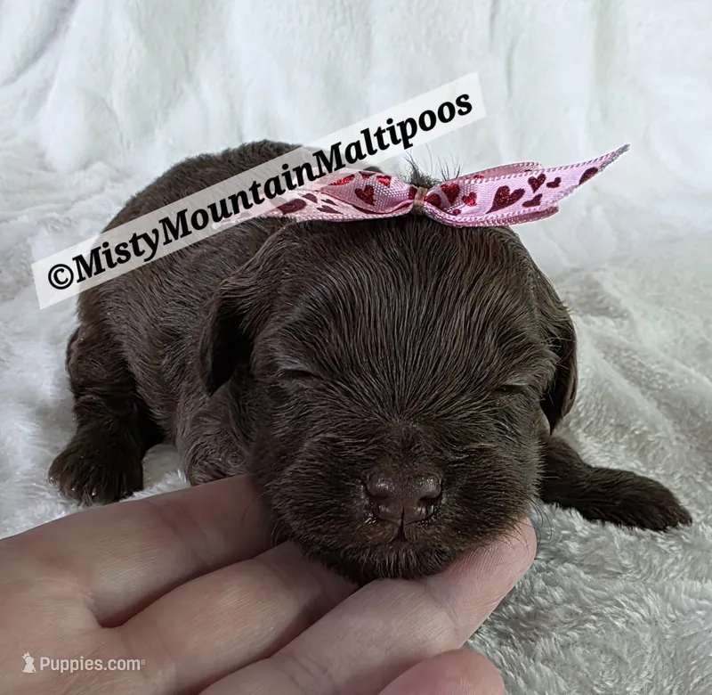 SASS – Maltipoo puppy for sale in Spring City, TN