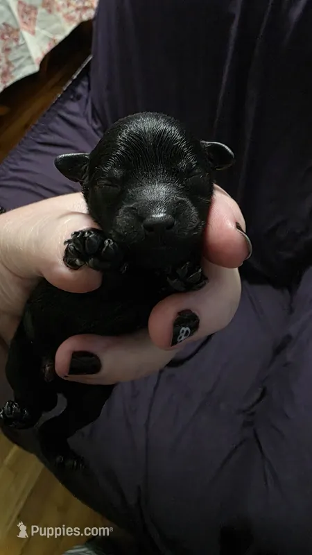 Frass – Maltipoo puppy for sale in Spring City, TN