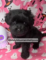 Frass, a male Maltipoo for sale in Spring City, TN – 8 of 10