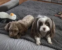 Pickles and Dammit, a  Maltipoo and Biewer for sale in Spring City, TN – 5 of 6