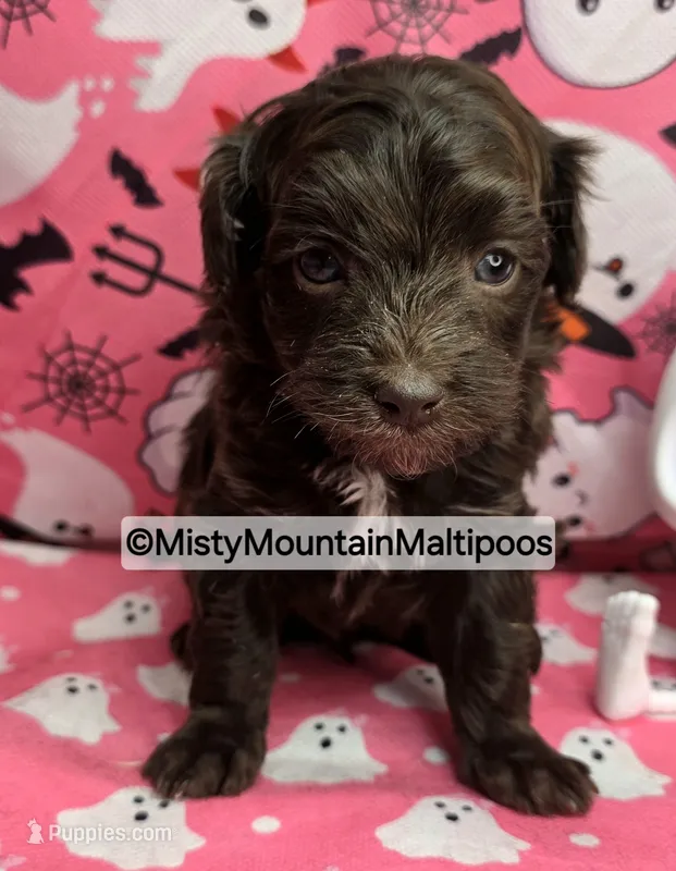 Uno – Maltipoo, Biewer puppy for sale in Spring City, TN