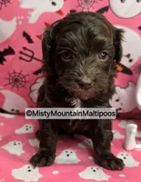 CADBURY, a male Maltipoo and Biewer for sale in Spring City, TN – 7 of 10
