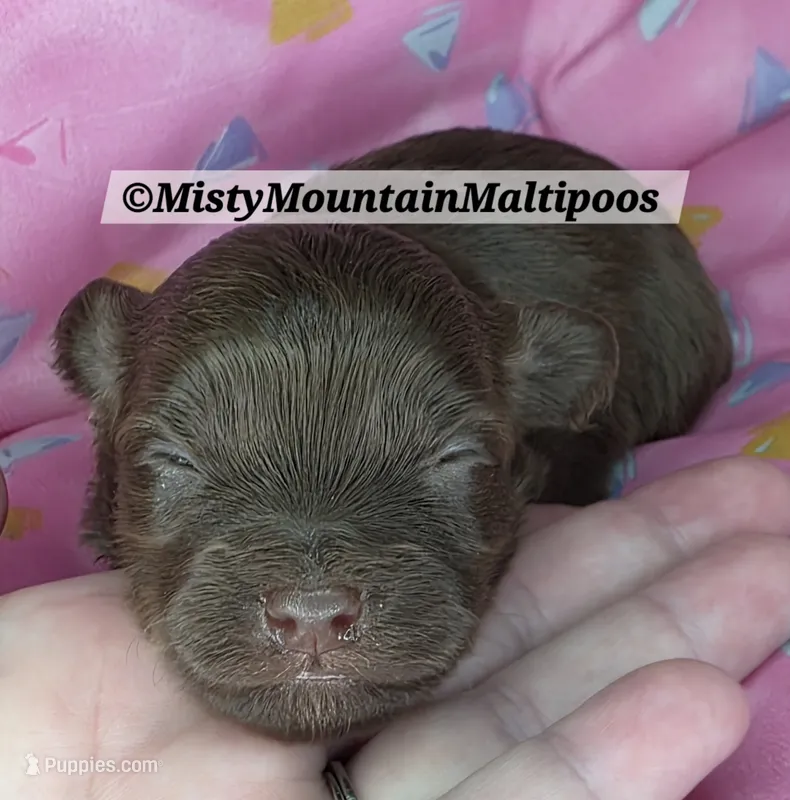 SASS – Maltipoo puppy for sale in Spring City, TN