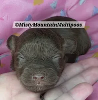 PENDING, a female Maltipoo for sale in Spring City, TN – 9 of 10