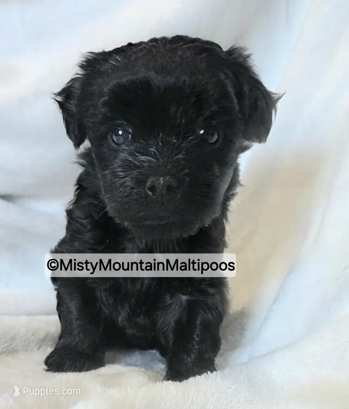 Frass – Maltipoo puppy for sale in Spring City, TN