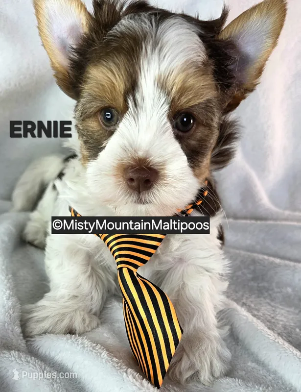 ERNIE – Biewer puppy for sale in Spring City, TN