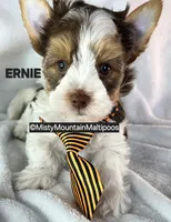 ERNIE, a male Biewer for sale in Spring City, TN – 1 of 10