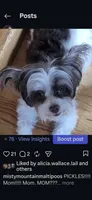Pickles and Dammit, a  Maltipoo for sale in Spring City, TN – 5 of 10