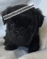 Frass, a male Maltipoo for sale in Spring City, TN – 9 of 10