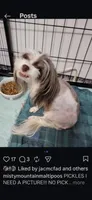 Pickles and Dammit, a  Maltipoo for sale in Spring City, TN – 7 of 10