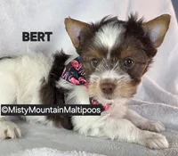BURT, a male Biewer for sale in Spring City, TN – 2 of 10