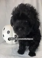 The Darkness, a male Maltipoo for sale in Spring City, TN – 8 of 10