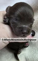 TRES, a male Maltipoo and Biewer for sale in Spring City, TN – 6 of 7