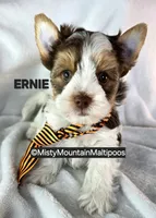 ERNIE, a male Biewer for sale in Spring City, TN – 6 of 10