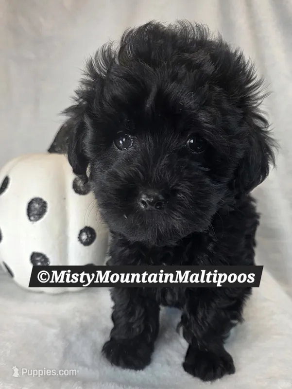 The Darkness – Maltipoo puppy for sale in Spring City, TN