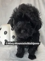 The Darkness, a male Maltipoo for sale in Spring City, TN – 1 of 10