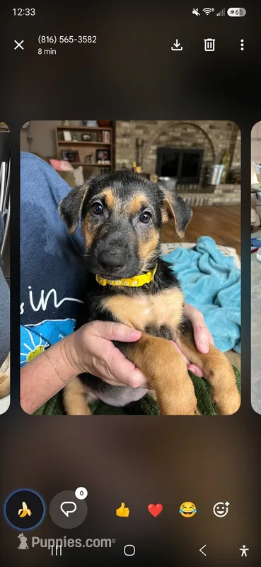 Kira – German Shepherd Dog puppy for sale in Springfield, MO