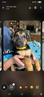 Kira, a female German Shepherd Dog for sale in Springfield, MO – 1 of 8
