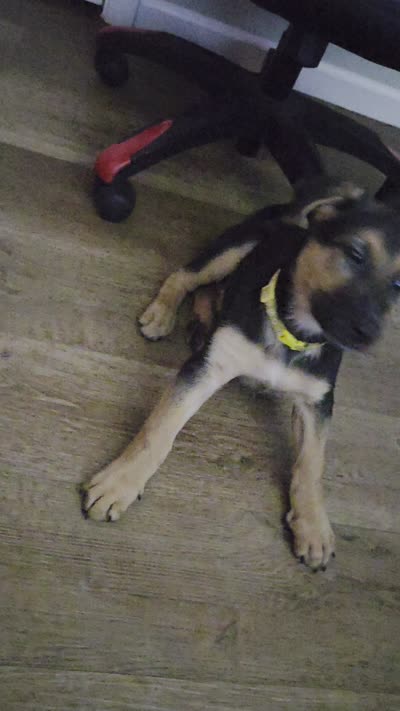 Kira, a female German Shepherd Dog for sale in Springfield, MO – 8 of 8