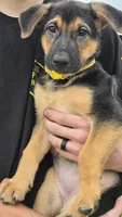 Kira, a female German Shepherd Dog for sale in Springfield, MO – 3 of 8