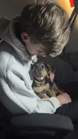 Kira, a female German Shepherd Dog for sale in Springfield, MO – 7 of 8