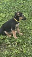 Kira, a female German Shepherd Dog for sale in Springfield, MO – 5 of 8