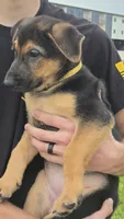Kira, a female German Shepherd Dog for sale in Springfield, MO – 4 of 8