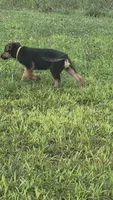 Kira, a female German Shepherd Dog for sale in Springfield, MO – 6 of 8