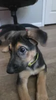 Kira, a female German Shepherd Dog for sale in Springfield, MO – 2 of 8