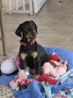 Magnus, a male Doberman Pinscher for sale in Miami, FL – Photo 1 of 3